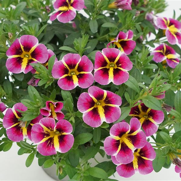 Star bicolor pink black yellow®NEW
