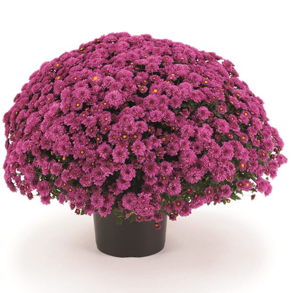 ROSANNA DARK PINK®