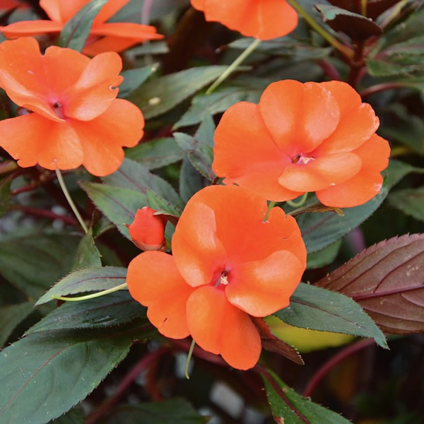 Impatiens Nuova Guinea