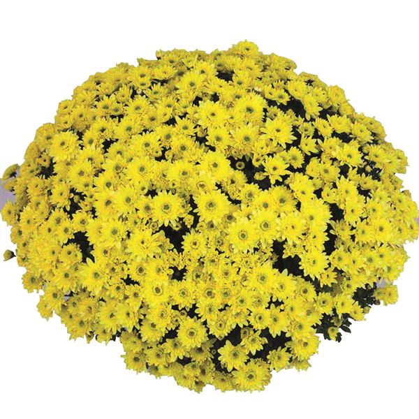BLANCHETTE YELLOW ®