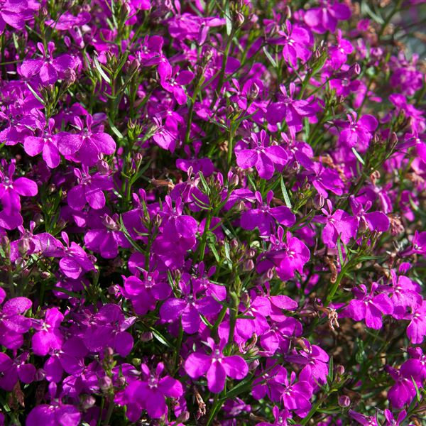 Lobelia purple® NEW