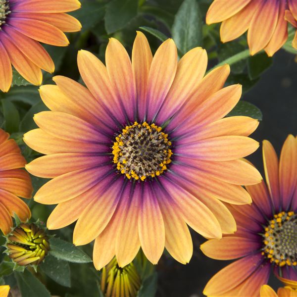 Solemio orange purple eye ® 