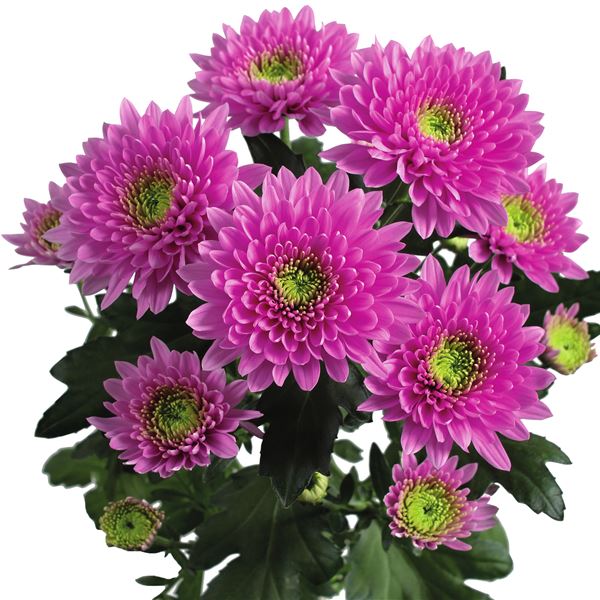 ROMANCE PURPLE 