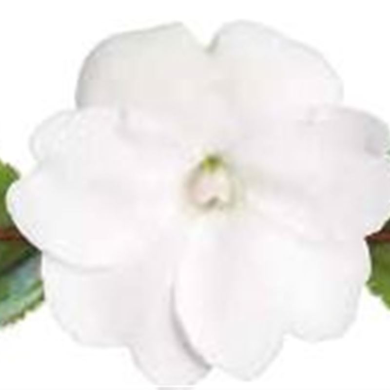 White® Compact