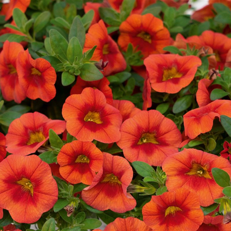 Star compact orange®