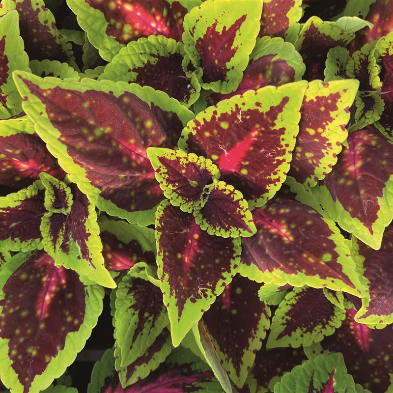 Solenostemon Decoro Mosaico®  New