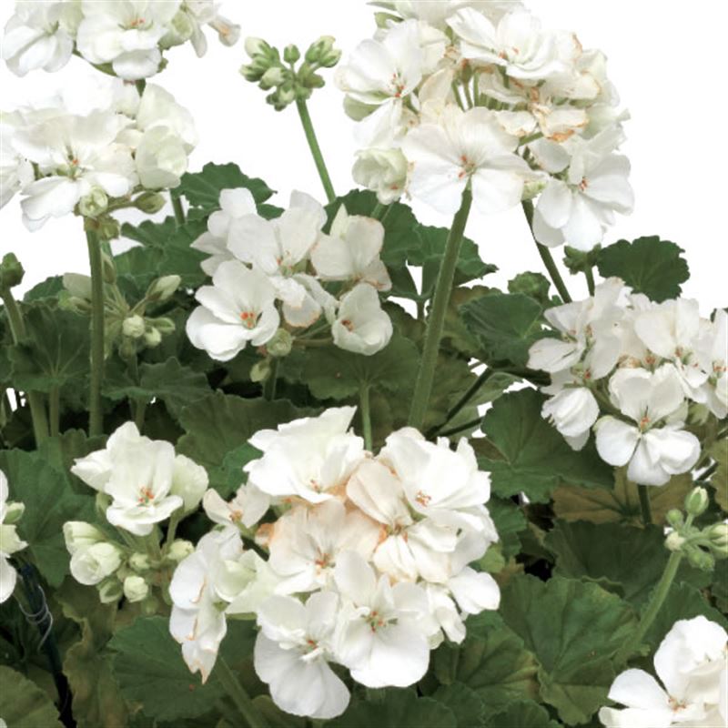 White®