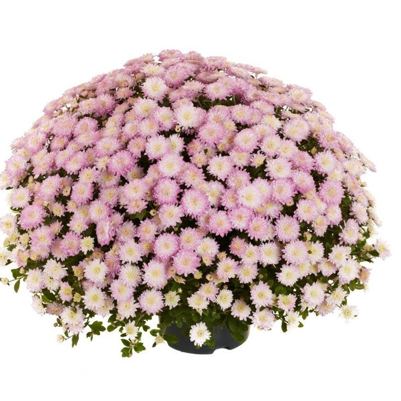 AMELIE LIGHT PINK®