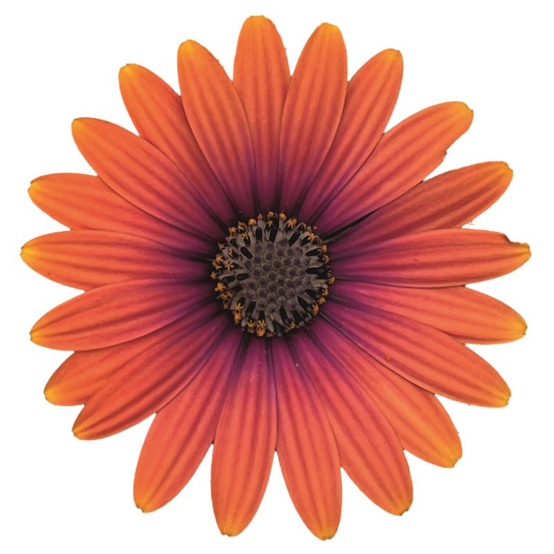 Solemio orange purple eye ® 