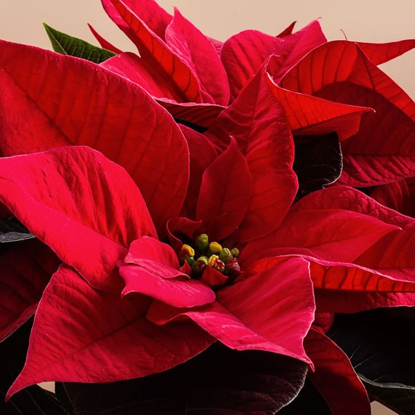 Poinsettie