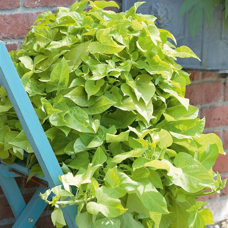 Ipomoea light lime®New