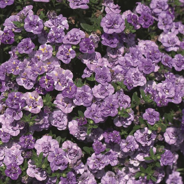 Calibrachoa star double lavender
