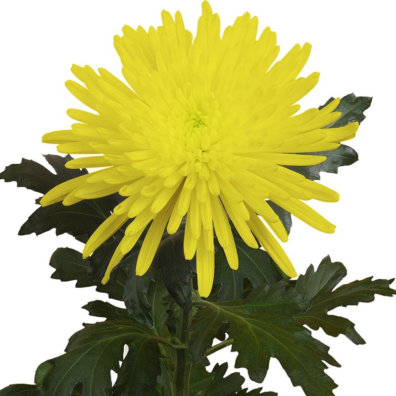 TOPSPIN YELLOW NEW