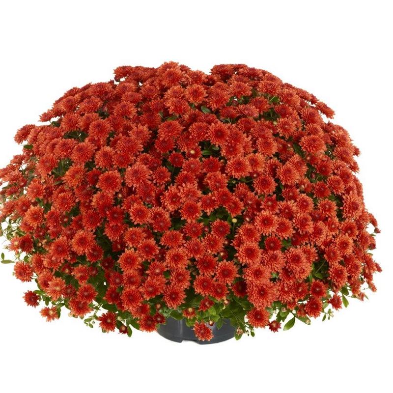 AMELIE RED®