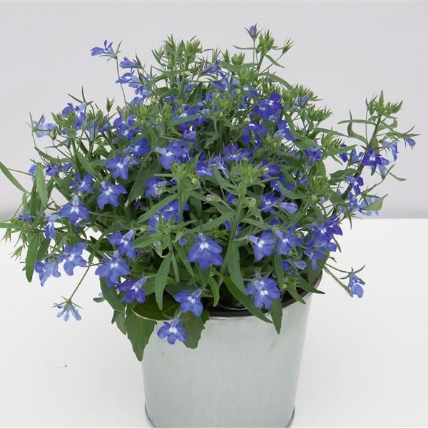 Lobelia blue® NEW