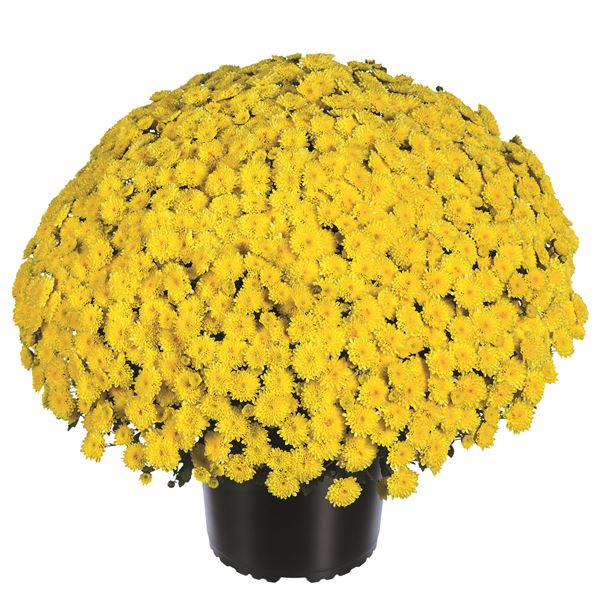 ROSANNA YELLOW IMPR®