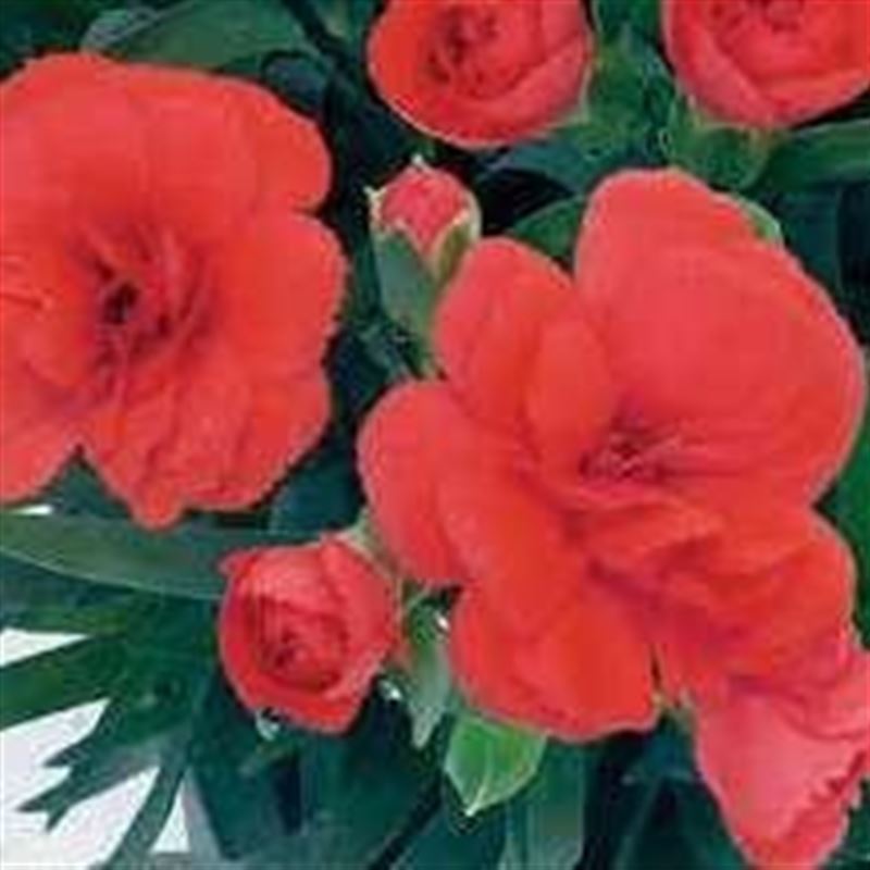 Capriccio compact cherry®