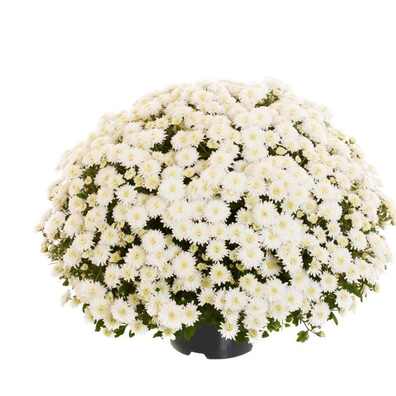 AMELIE WHITE®