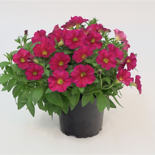 Sel ® The Power Sisters Red Runa NEW