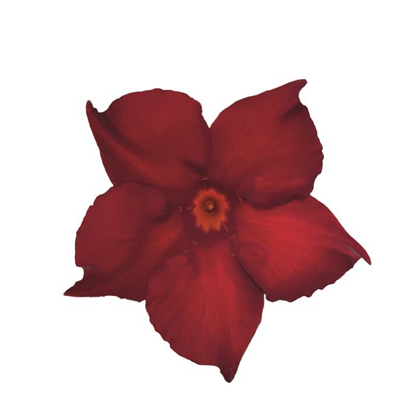 Hot lips gloss dark red® NEW