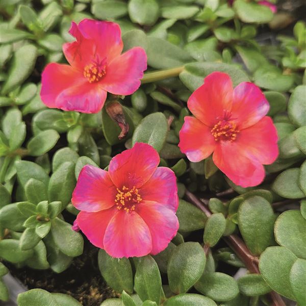 Electric magenta pink® New