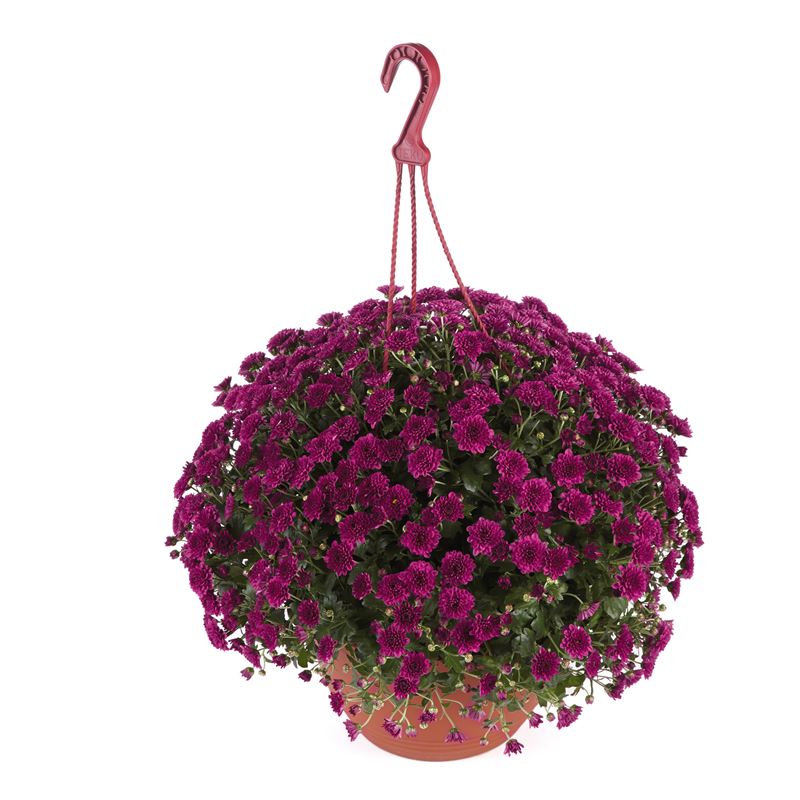 SKYFALL PURPLE®