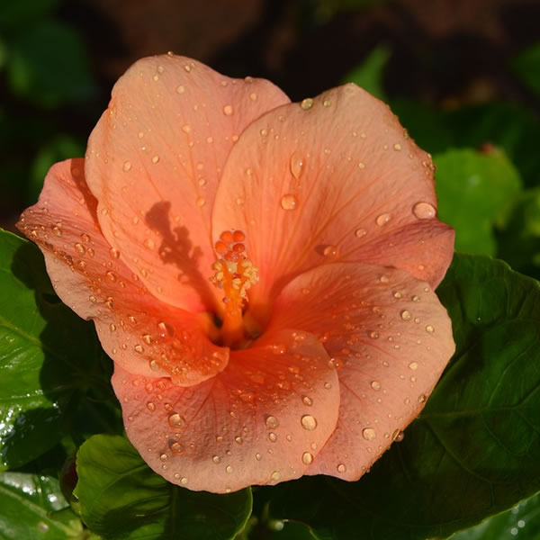 Hibiscus