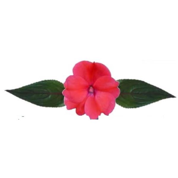 Serie Sunpatiens compact