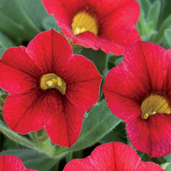 Calibrachoa Serie star crescita compatta