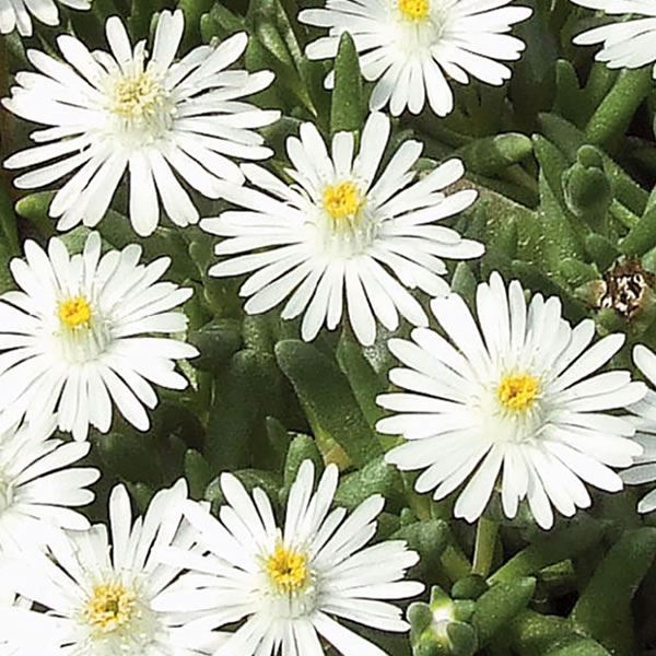 Delosperma serie Belvedere