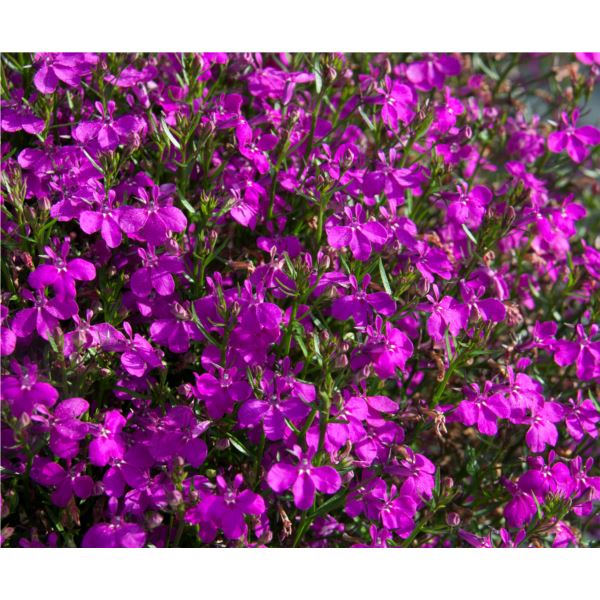 Lobelia New