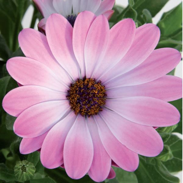 Osteospermum serie Solemio