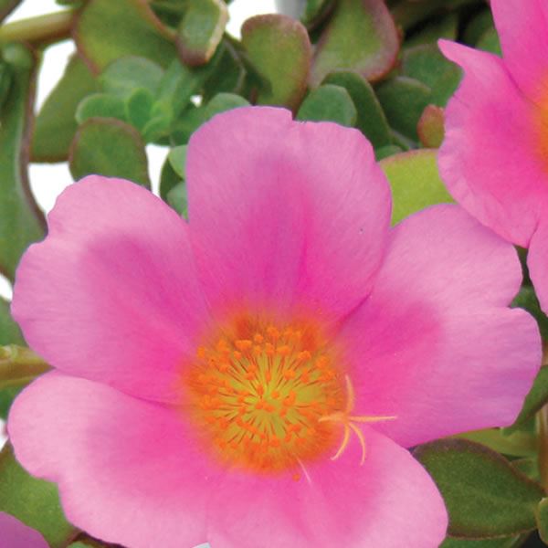 Portulaca serie Electric