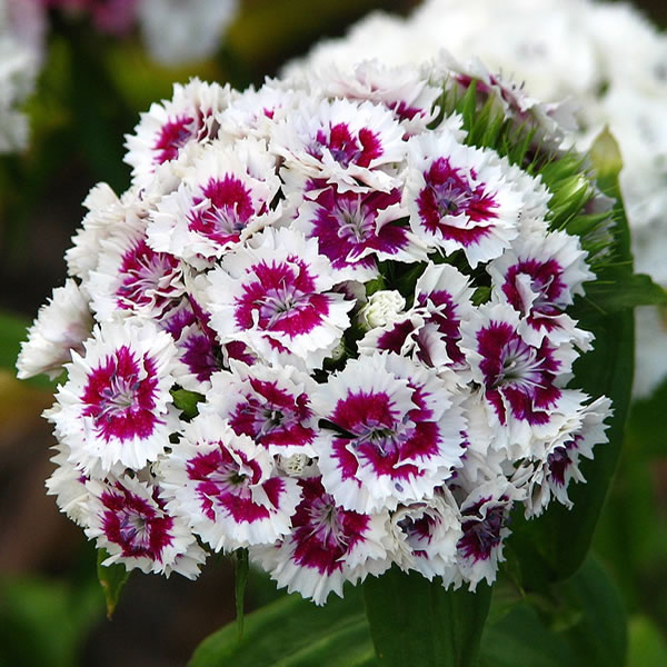 Dianthus Barbatus