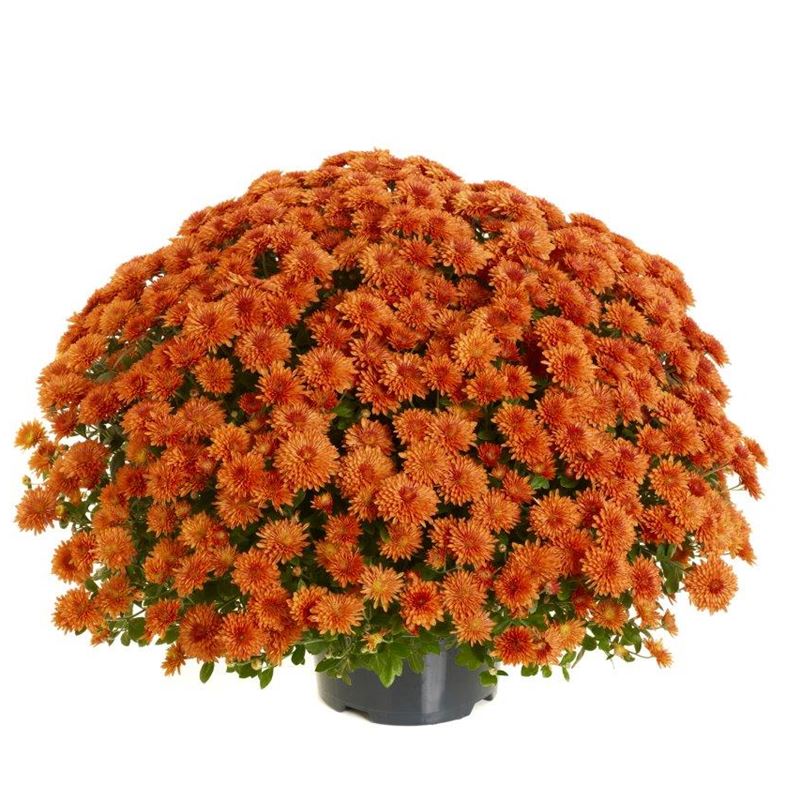 AMELIE ORANGE ®