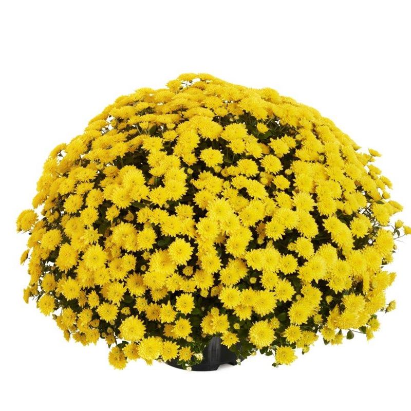 AMELIE YELLOW®
