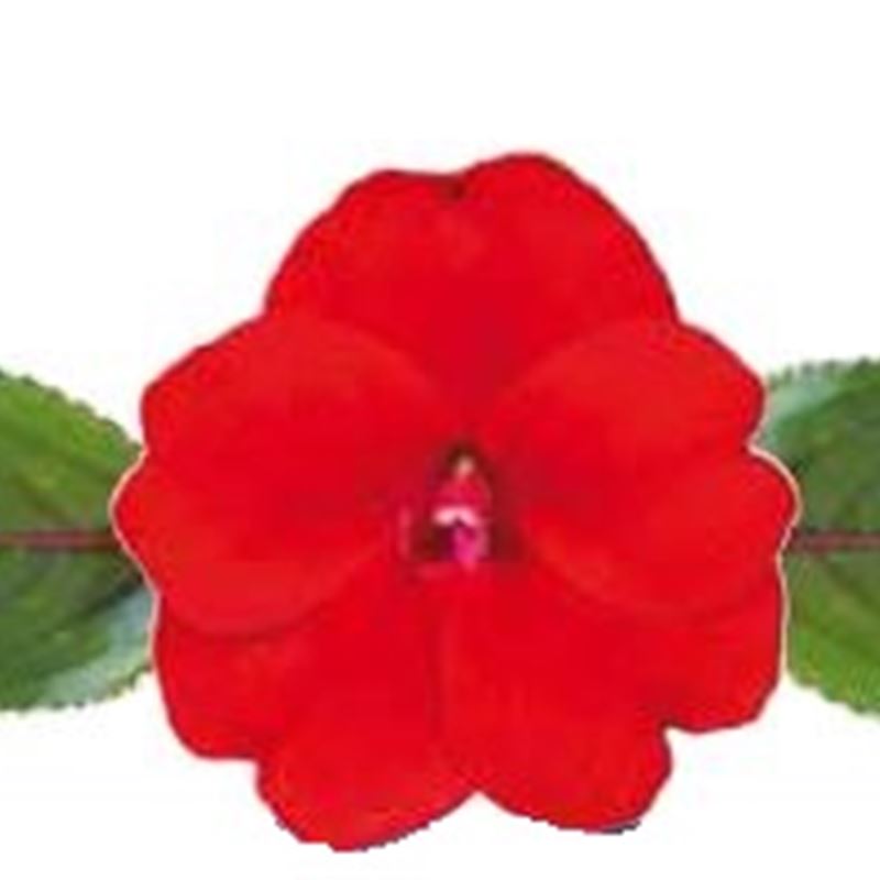 Red® Compact