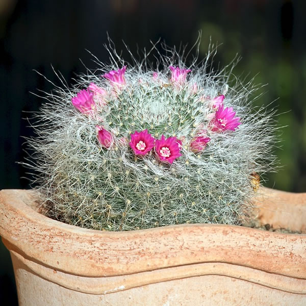 Cactus