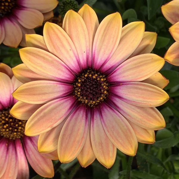 Solemio orange violet eye ® 