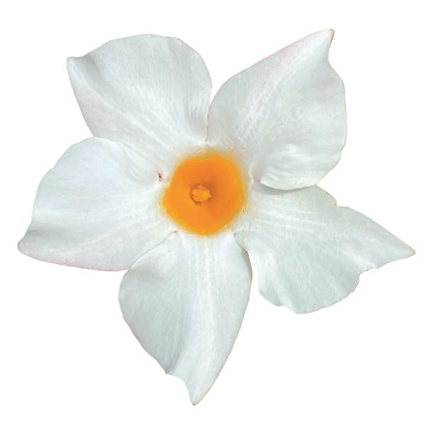 Hot lips gloss white® NEW