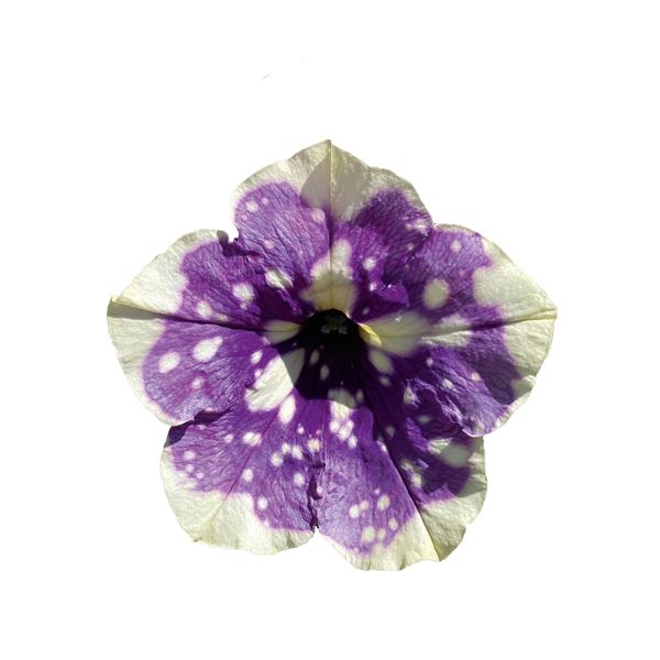 Sel®Bonnie blueberry sky® NEW
