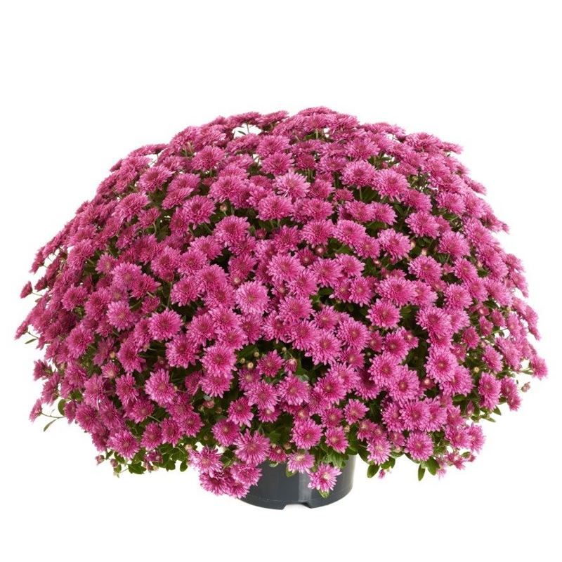 AMELIE PINK®
