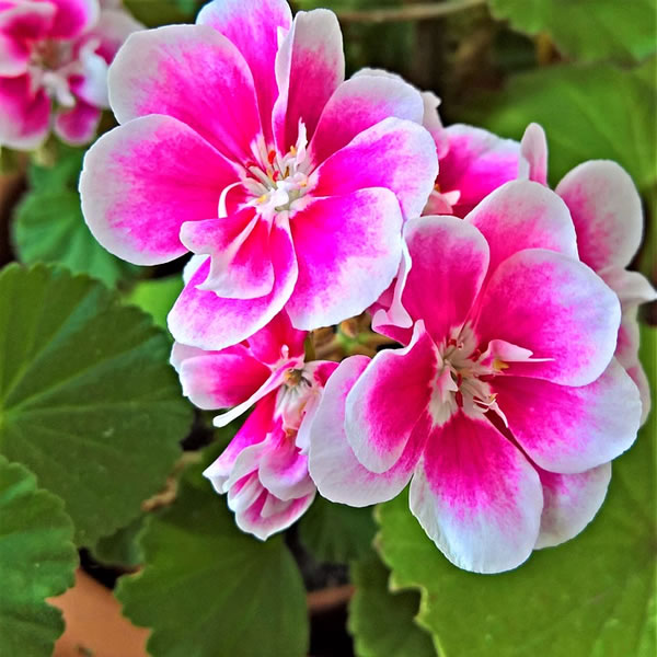 Pelargoni