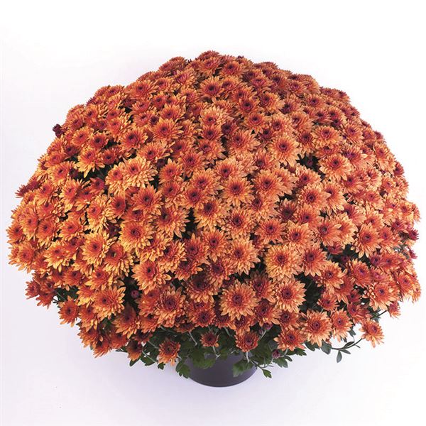 BLANCHETTE ORANGE ®