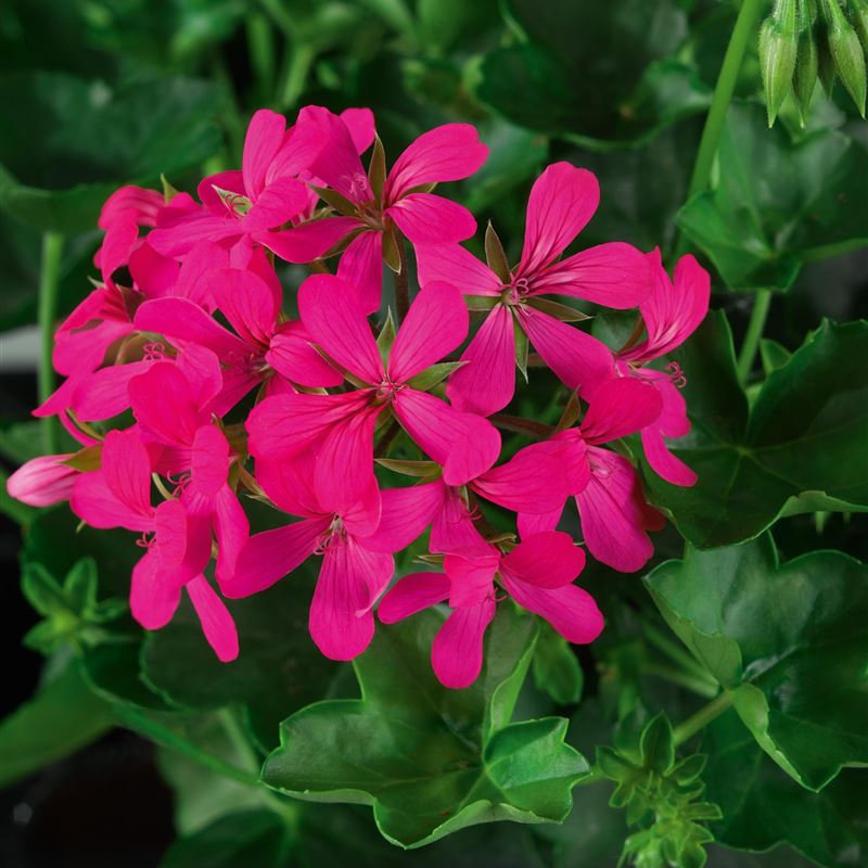 Balcon Shoking Fuchsia® NEW
