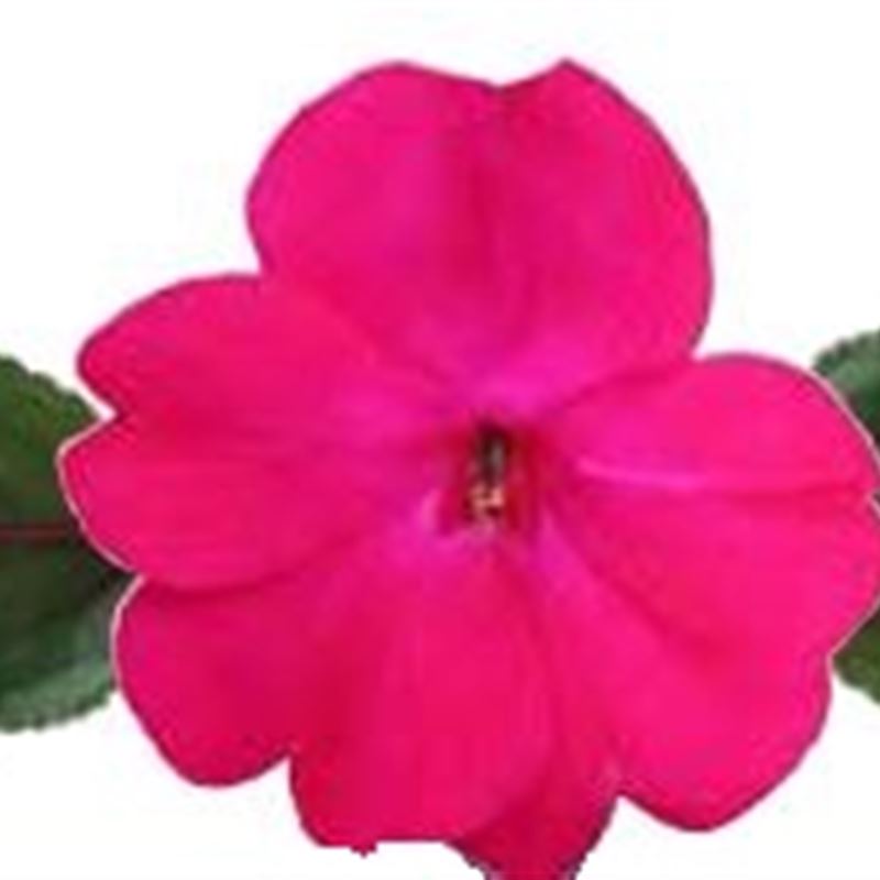 Magenta® Compact
