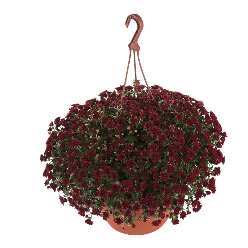 SKYFALL RED IMPR®