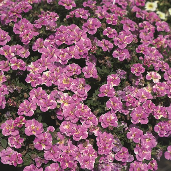 Calibrachoa star double pink