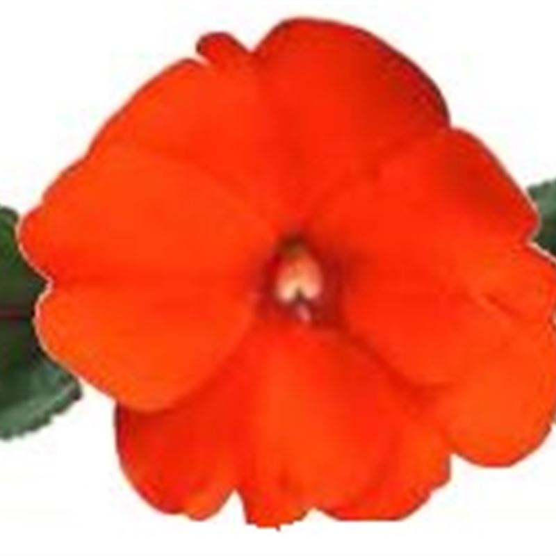 Orange® Compact