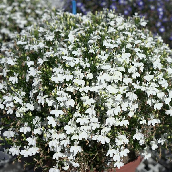 Lobelia white® NEW